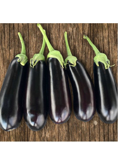 КС 5070 F1 / KS 5070 F1 1 000 семян — Баклажан, Kitano Seeds