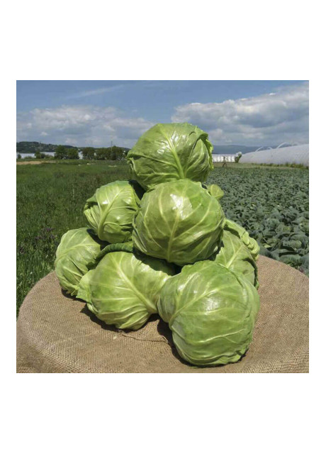 КС 60 F1 / KS 60 F1 2 500 семян — Капуста Белокочанная, Kitano Seeds