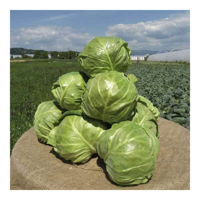 КС 60 F1 / KS 60 F1 2 500 семян — Капуста Белокочанная, Kitano Seeds