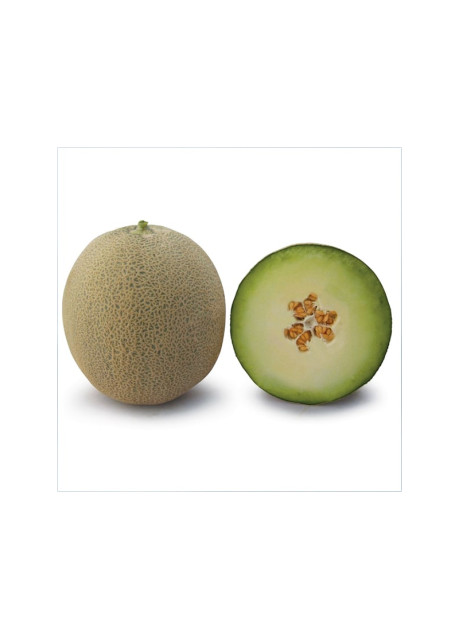 КС 7049 F1 / KS 7049 F1 1 000 семян — Дыня, Kitano Seeds