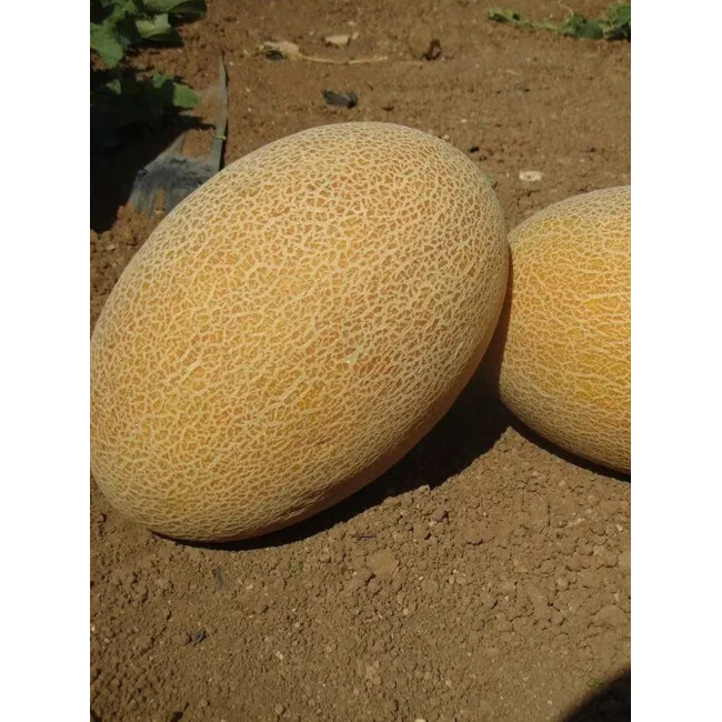 МАБЕЛЛА (CLX MAQ 09) F1 / MABELLA (CLX MAQ 09) F1 1 000 семян - Дыня, Clause