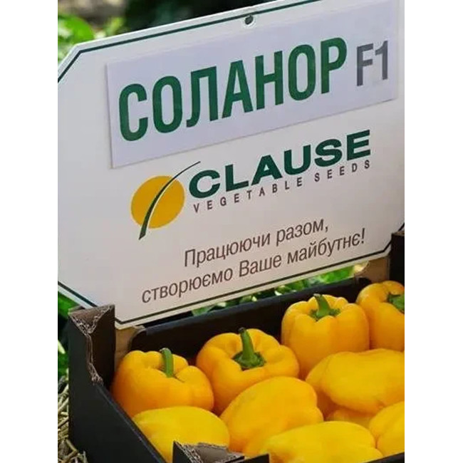 СОЛАНОР F1 / SOLANOR F1 1 000 семян – Перец Сладкий, Clause