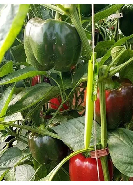 СОЛОМОН F1 (ПИКТОР F1) / SOLOMON F1 (PIKTOR F1) 1 000 семян - Перец, Clause