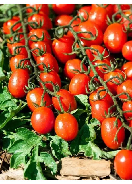 ТУТИ-ФРУТИ F1 / TUTI-FRUTI F1 250 семян - Индетерминантный Черри Томат, Clause