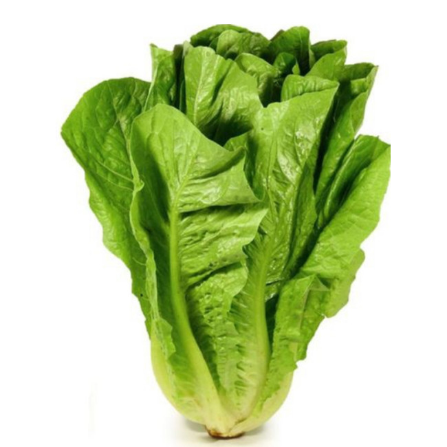 ЯРА / YARA 1 000 семян – Салат Ромен, Enza Zaden