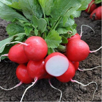 Редис Преліто F1 500 г