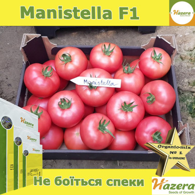 Томат индетерминантный розовый Маністелла (3626)F1 500 семян