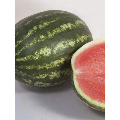 ШЕЙНИ (КС 163) F1 / SHEYNI (KS 163) F1 1 000 семян - Арбуз, Kitano Seeds