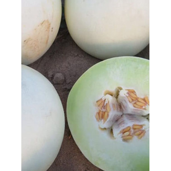 Дыня МИРА F1 (КС 7037 F1) / MIRA F1 (KS 7037 F1) 1 000 семян - Сладкая Дыня, Kitano Seeds