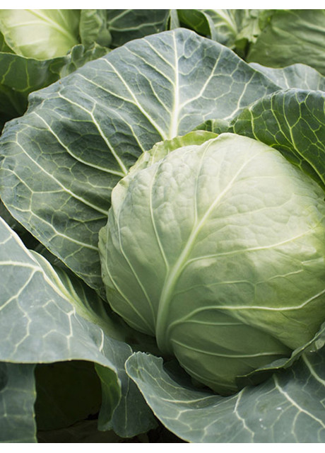 КАНТО (КС 412) F1 / KANTO (KS 412) F1 2 500 насінин — Капуста Білоголова, Kitano Seeds