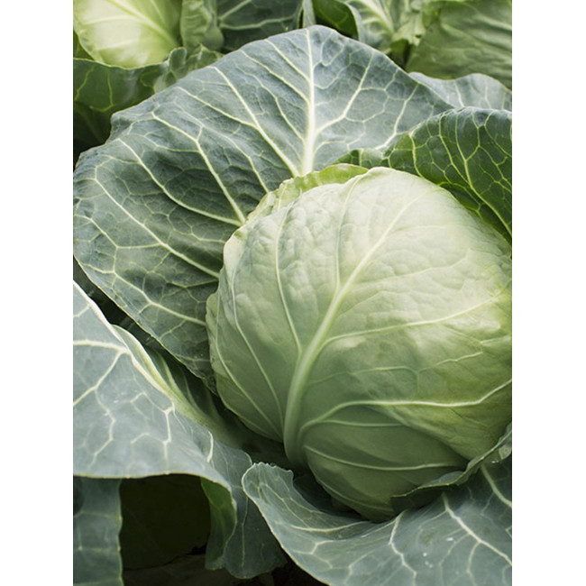 КАНТО (КС 412) F1 / KANTO (KS 412) F1 2 500 семян — Капуста Белокочанная, Kitano Seeds