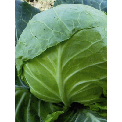 КС 15 F1 / KS 15 F1 2 500 насінин — Капуста Білоголова, Kitano Seeds