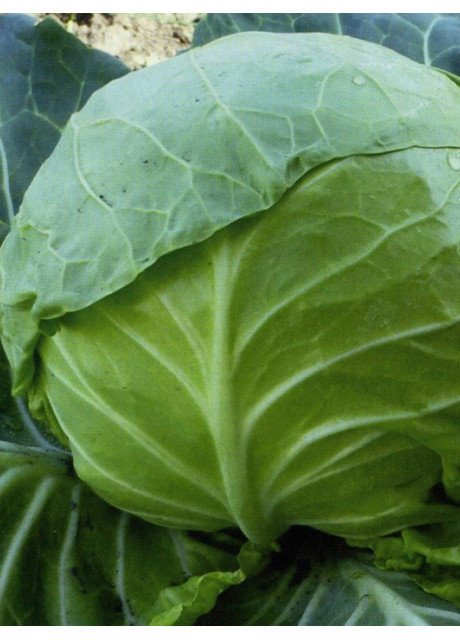 КС 15 F1 / KS 15 F1 2 500 семян — Капуста Белокочанная, Kitano Seeds