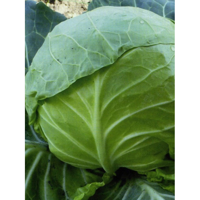 КС 15 F1 / KS 15 F1 2 500 семян — Капуста Белокочанная, Kitano Seeds