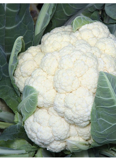 ВАНЗА F1 (KS 35) / VANZA F1 (KS 35) 1 000 семян — Капуста Цветная, Kitano Seeds