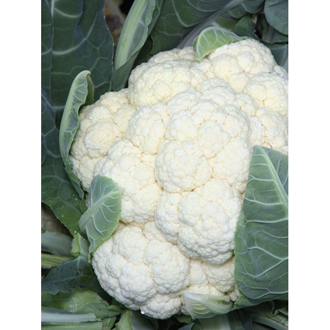 ВАНЗА F1 (KS 35) / VANZA F1 (KS 35) 1 000 семян — Капуста Цветная, Kitano Seeds
