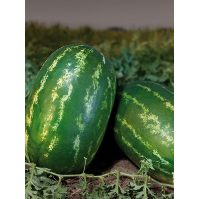 КС 350 F1 / KS 350 F1 F1 1 000 семян — Арбуз, Kitano Seeds