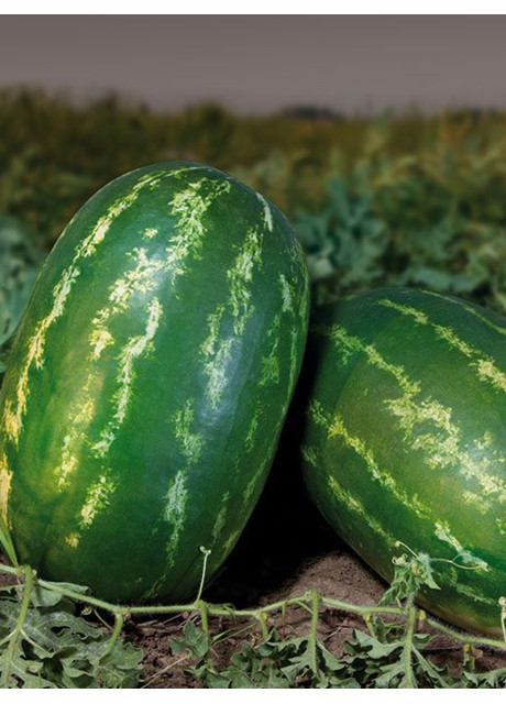 КС 350 F1 / KS 350 F1 F1 1 000 насінин — Кавун, Kitano Seeds