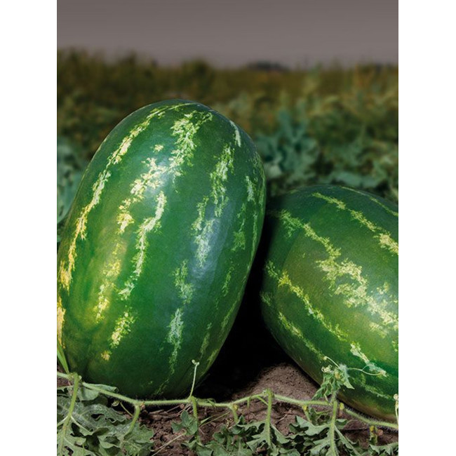КС 350 F1 / KS 350 F1 F1 1 000 семян — Арбуз, Kitano Seeds
