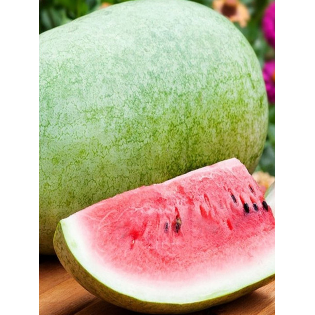 БАНИР (КС 1819) F1 / BANIR (KS 1819) F1 1 000 семян — Арбуз, Kitano Seeds