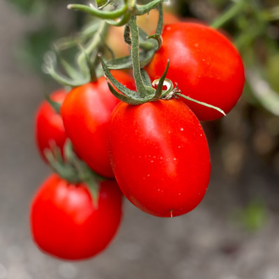 Семена томата Суприм F1 (Supreme F1) Manier Seeds 1000