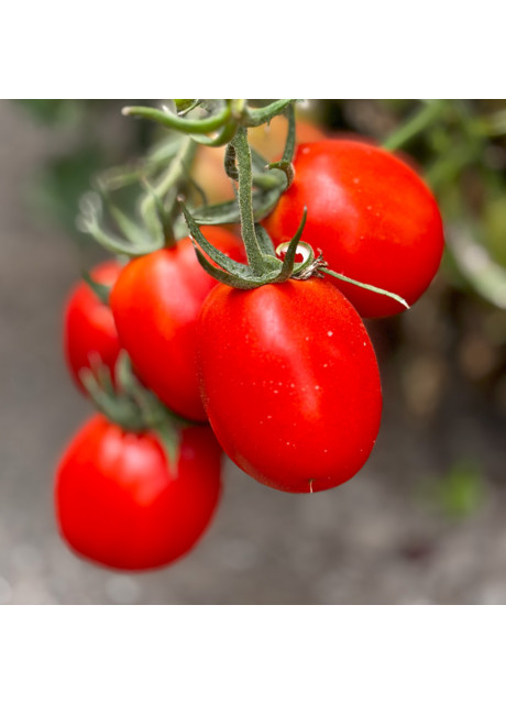Семена томата Суприм F1 (Supreme F1) Manier Seeds 1000