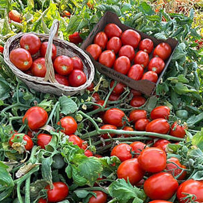 Насіння томату Супрім F1 (Supreme F1) Manier Seeds 1000