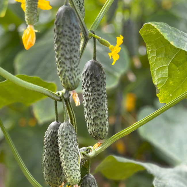 Семена огурца Моджо F1 (Mojo F1) Manier Seeds 500