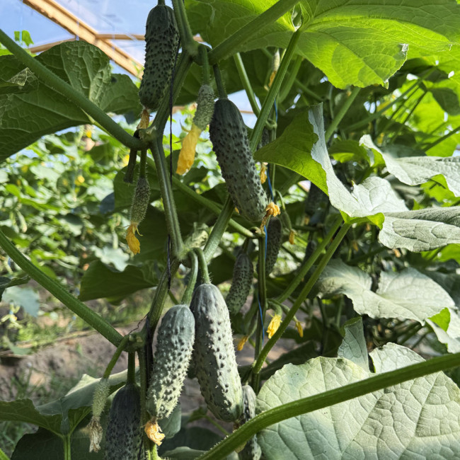 Семена огурца Мираж F1 (Mirage F1) Manier Seeds 500