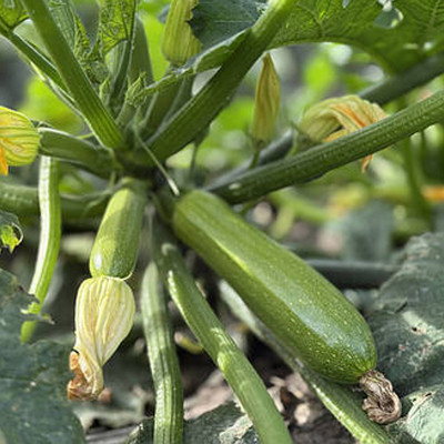 Семена кабачка Фэнси F1 (Fancy F1) Manier Seeds 500