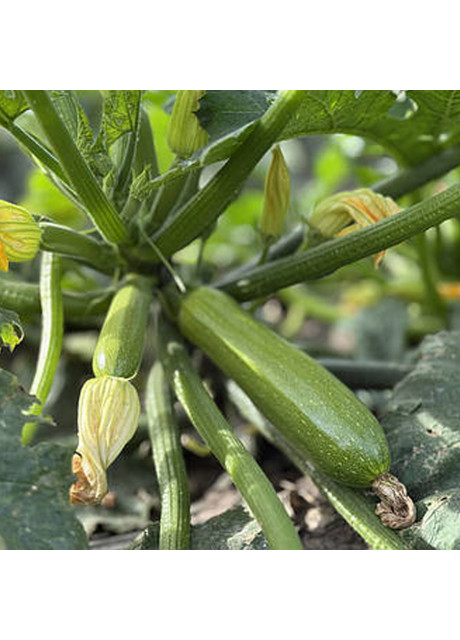 Насіння кабачка Фенсі F1 (Fancy F1) Manier Seeds 500