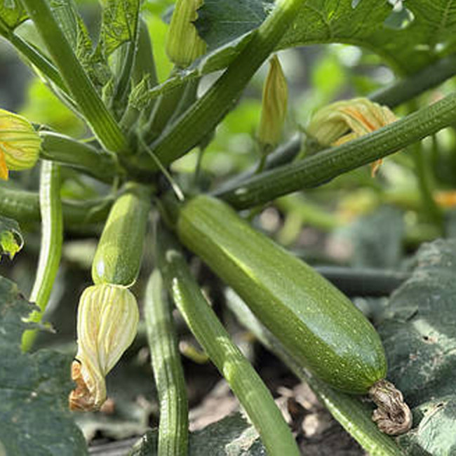 Семена кабачка Фэнси F1 (Fancy F1) Manier Seeds 500