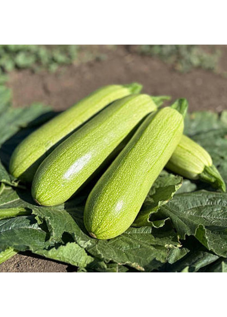 Семена кабачка Фенди F1 (Fendi F1) Manier Seeds 500