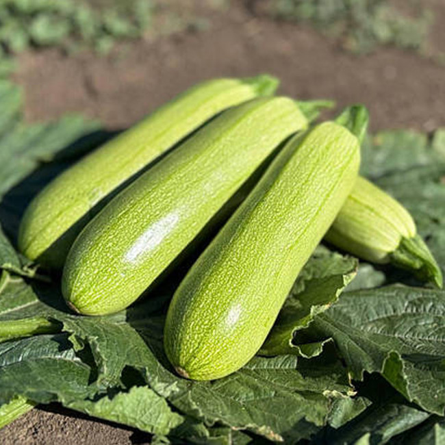 Насіння кабачка Фенді F1 (Fendi F1) Manier Seeds 500