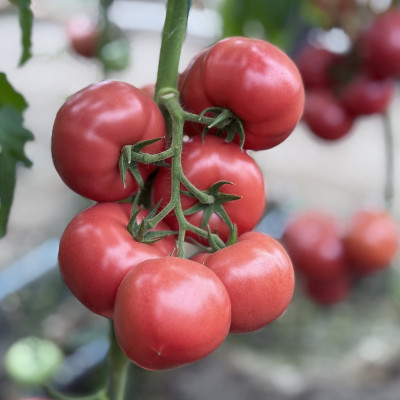 Семена томата Монсеррат F1 (Monserrat F1) Manier Seeds 100