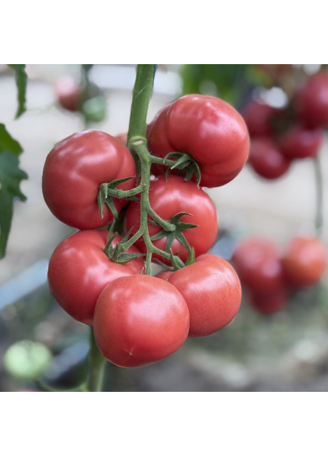 Семена томата Монсеррат F1 (Monserrat F1) Manier Seeds 500