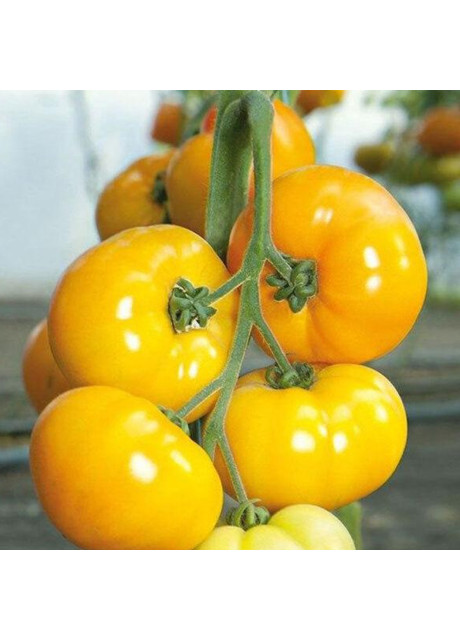 ЯМАМОТО (КС 10) F1 / YAMAMOTO (KS 10) F1 30 семян — Томат Индетерминантный, Kitano Seeds