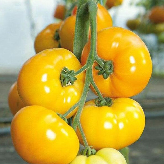 ЯМАМОТО (КС 10) F1 / YAMAMOTO (KS 10) F1 30 семян — Томат Индетерминантный, Kitano Seeds