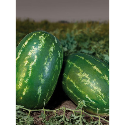 НАЙСІ (КС 638) F1 / NAYSI (KS 638) F1 50 насінин — Кавун, Kitano Seeds