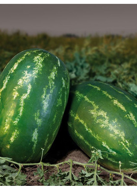 НАЙСИ (КС 638) F1 / NAYSI (KS 638) F1 50 семян — Арбуз, Kitano Seeds