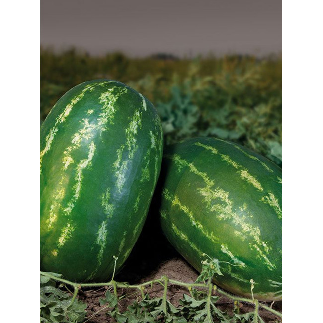 НАЙСІ (КС 638) F1 / NAYSI (KS 638) F1 50 насінин — Кавун, Kitano Seeds