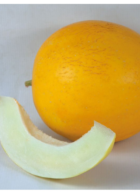 ШИНАРИ (КС 7066) F1 / SHINARI (KS 7066) F1 20 семян — Дыня, Kitano Seeds