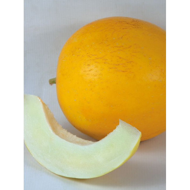 ШИНАРІ (КС 7066) F1 / SHINARI (KS 7066) F1 20 насінин — Диня, Kitano Seeds