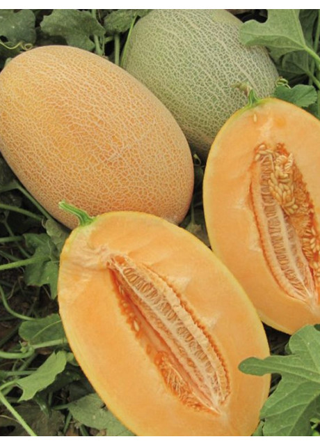 КУБУС (КС 6188) F1 / KUBUS (KS 6188) F1 50 семян — Дыня, Kitano Seeds
