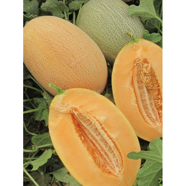 КУБУС (КС 6188) F1 / KUBUS (KS 6188) F1 50 насінин — Диня, Kitano Seeds