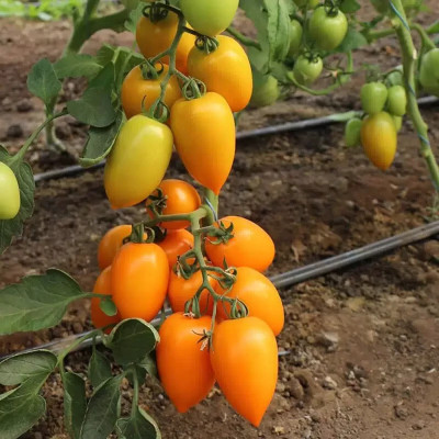 БЕНІГАРА (КС 1430) F1 / BENIGARA (KS 1430) F1 30 насінин — Томат Індетермінантний, Kitano Seeds