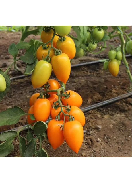 БЕНІГАРА (КС 1430) F1 / BENIGARA (KS 1430) F1 30 насінин — Томат Індетермінантний, Kitano Seeds