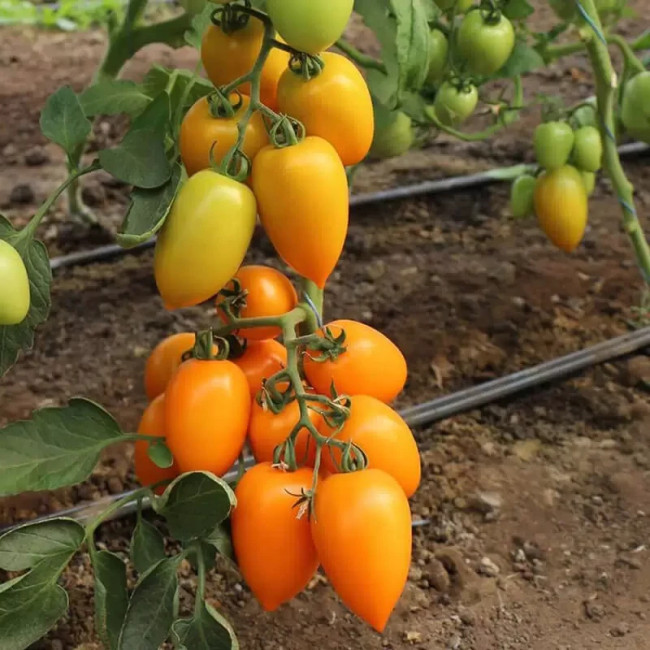 БЕНІГАРА (КС 1430) F1 / BENIGARA (KS 1430) F1 30 насінин — Томат Індетермінантний, Kitano Seeds