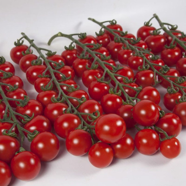 ІТІРО (КС 4559) F1 / ITIRO (KS 4559) F1 30 насінин — Томат Індетермінантний, Kitano Seeds