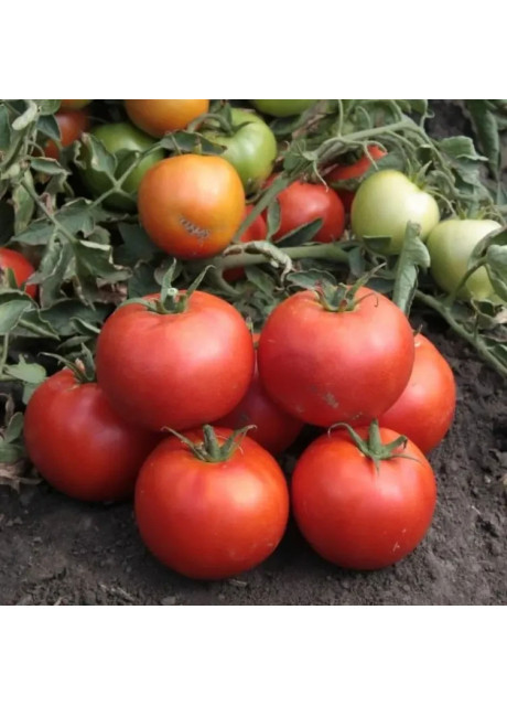 ХАЙД (КС 835) F1 / HAYD (KS 835) F1 100 семян — Томат Детерминантный, Kitano Seeds